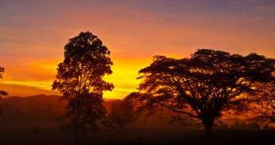 Ingan Tours - Spirit Of The Rainforest Tour - Accommodation Gladstone 3