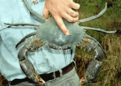 Whitsunday Crocodile Safari - Accommodation Gladstone