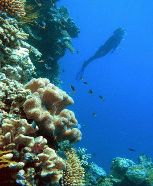 Reef Magic Cruises - Accommodation Gladstone 0