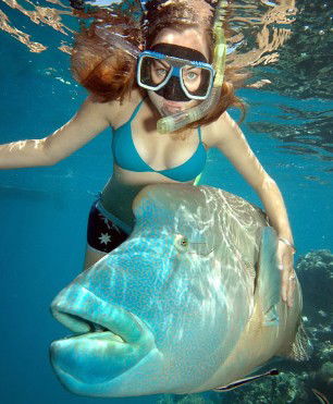 Reef Magic Cruises - Accommodation Gladstone 1