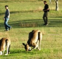 Araucaria Ecotours - Accommodation Gladstone