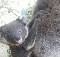West Oz Wildlife Petting Zoos - Accommodation Gladstone