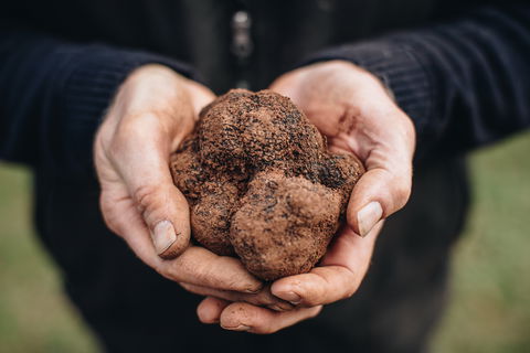 A Taste Of Truffles - Accommodation Gladstone 0