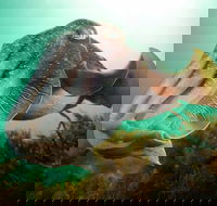 Whyalla Maritime Museum - Cuttlefish Capers - Accommodation Gladstone