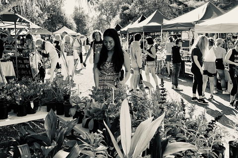 Yamba Farmers And Producers Market - Accommodation Gladstone 0