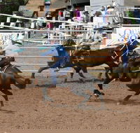 Dalgety Team Penning - Accommodation Gladstone