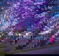 Grafton Jacaranda Festival - Accommodation Gladstone