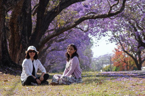 Grafton Jacaranda Festival - Accommodation Gladstone 1