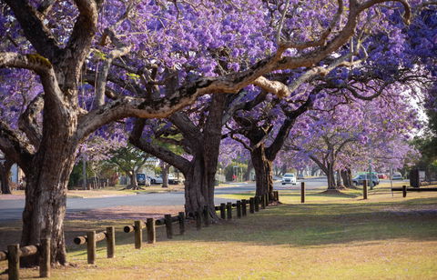 Grafton Jacaranda Festival - Accommodation Gladstone 2