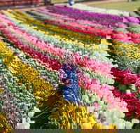 Tesselaar Tulip Festival - Accommodation Gladstone