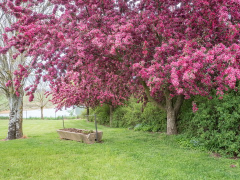 Tumbarumba Spring Flower Festival - Accommodation Gladstone 1