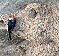 2020 Katherine Bird Festival