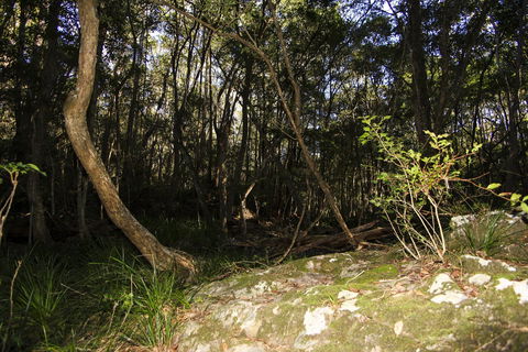 Bottlebutt Bash Trail Run - Accommodation Gladstone 1