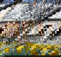 Daffodils at Rydal - Accommodation Gladstone