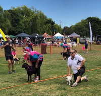 Dogs In the Park NSW St Ives - Accommodation Gladstone