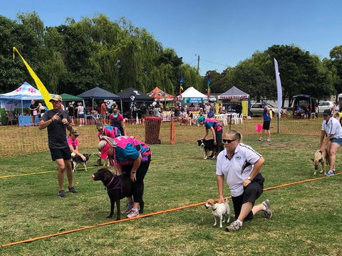 Dogs In The Park Shell Harbour - Accommodation Gladstone 1