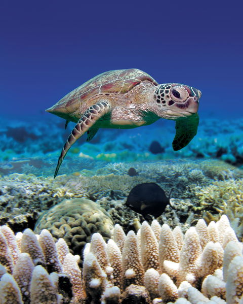 Great Adventures Green Island Ocean Swim - Accommodation Gladstone 2