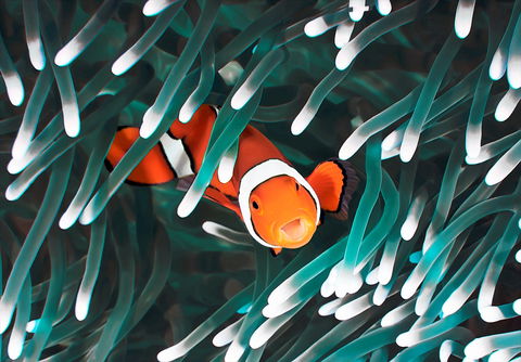 Great Barrier Reef Masters Games - Accommodation Gladstone 1