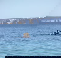 Jervis Bay's Sydney to Hobart Experience - Accommodation Gladstone