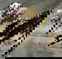 Twilight Greyhound Racing - Accommodation Gladstone