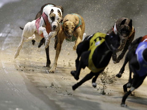 Twilight Greyhound Racing - Accommodation Gladstone 0