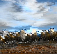 Annual Bredbo Sheep Dog Trials - Accommodation Gladstone