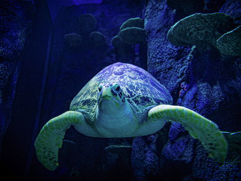 Sydney's Aquarium - Accommodation Gladstone 0