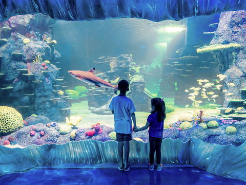 Sydney's Aquarium - Accommodation Gladstone 1