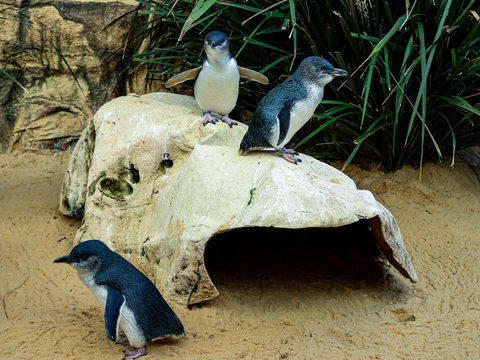 Sydney's Aquarium - Accommodation Gladstone 2