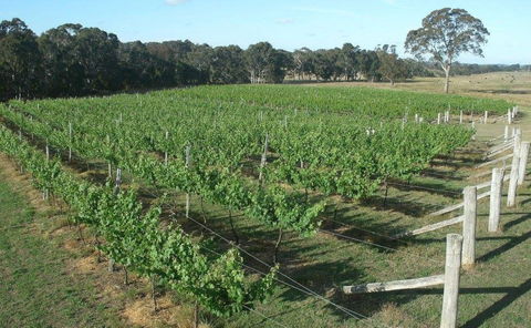 Yarralaw Springs Wines  - Cellar Door Wine Tasting - Accommodation Gladstone 1