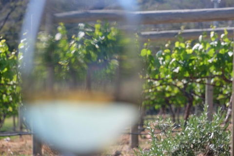 Every Man & His Dog Vineyard - Accommodation Gladstone 4