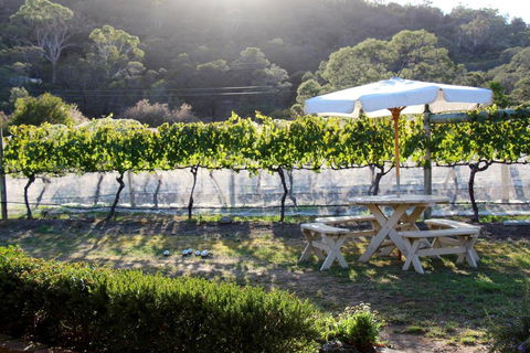 Every Man & His Dog Vineyard - Accommodation Gladstone 6