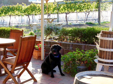 Every Man & His Dog Vineyard - Accommodation Gladstone 7