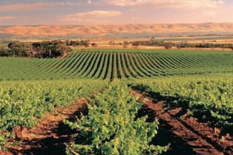 McLaren Vale Backpackers - Accommodation Gladstone 5