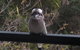 Maleny Country Cottages - thumb 6