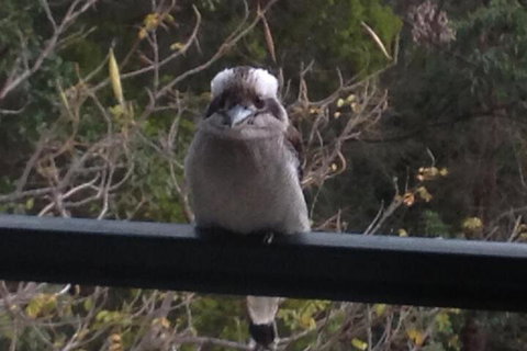 Maleny Country Cottages - Accommodation Gladstone 6