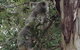 Maleny Country Cottages - thumb 5