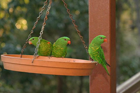 Maleny Country Cottages - Accommodation Gladstone 1