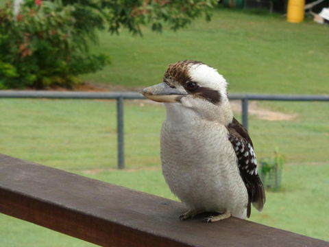 Eumundi Cottages Cottage 1 - Accommodation Gladstone 3