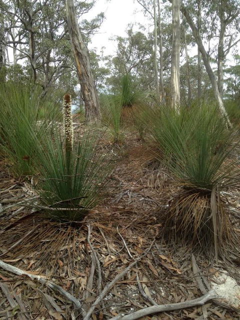 Echidna On Bruny - Accommodation Gladstone 1