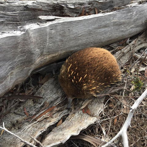 Echidna On Bruny - Accommodation Gladstone 2