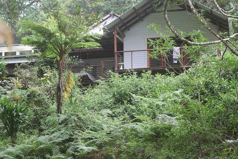 Peaceful Rainforest Wildlife Retreat - Accommodation Gladstone 5