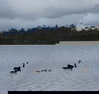 Lake Yalleena Nature Retreat - Accommodation Gladstone