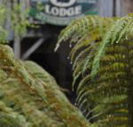 The Wombat Cottage - Accommodation Gladstone