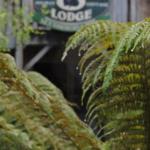 The Wombat Cottage - Accommodation Gladstone 0
