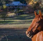 Historic Oak Hill House Estate Truffle Gourmet Festival Region - Accommodation Gladstone