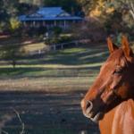 Historic Oak Hill House Estate Truffle Gourmet Festival Region - Accommodation Gladstone 0