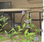 Amalie Cottage Waikerie Unit 1 - Accommodation Gladstone
