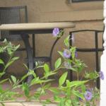Amalie Cottage Waikerie Unit 1 - Accommodation Gladstone 0