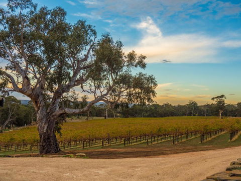Shadow Creek McLaren Vale - Accommodation Gladstone 3